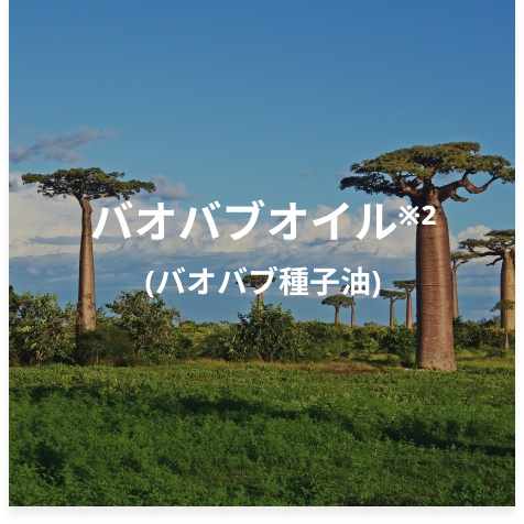 バオバブ種子油