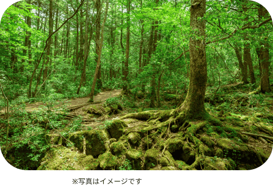 森
